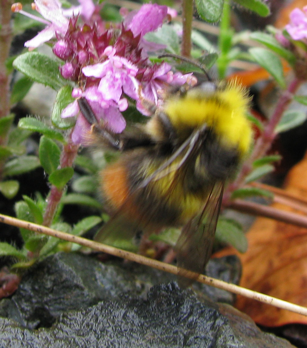 Bombus pratorum.